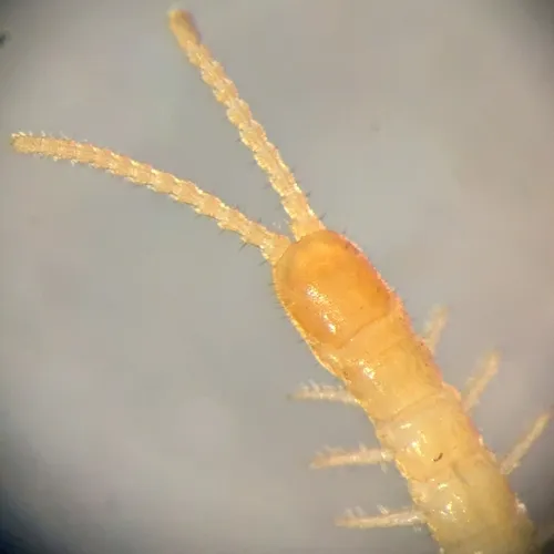 Common Schendyla