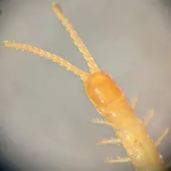 Common Schendyla thumbnail 1