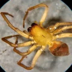 Canada Sac Spider thumbnail 2