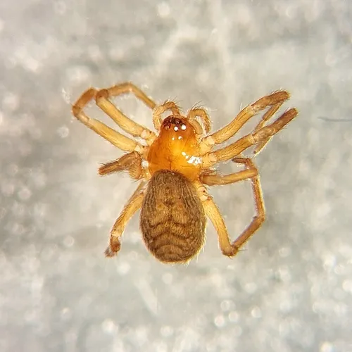 Antistea brunnea