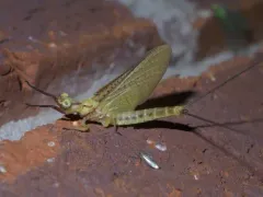 Giant Mayfly thumbnail 1