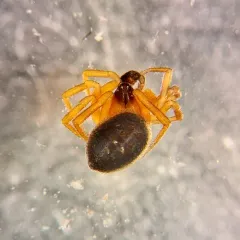 Silver Cobweb Weaver thumbnail 3