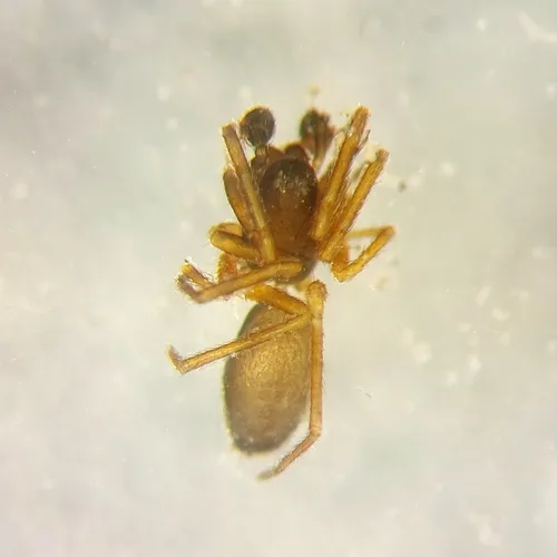 Agyneta sheffordiana
