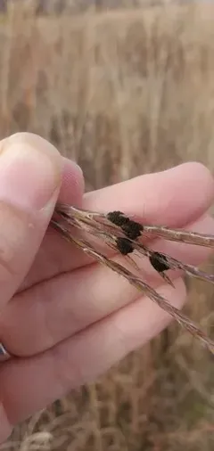 Andropogon false-smut thumbnail 4