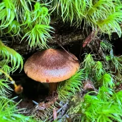 Cortinarius idahoensis thumbnail 3