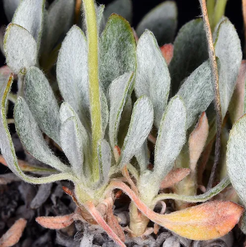 Bitterroot Buckwheat