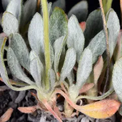 Bitterroot Buckwheat thumbnail 1