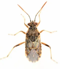 Hyaline Grass Bug thumbnail 4