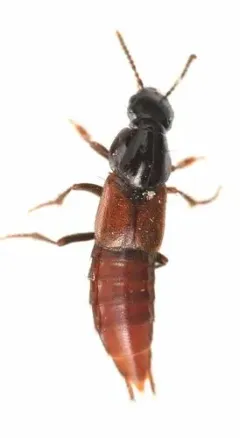 Quedius erythrogaster thumbnail 2