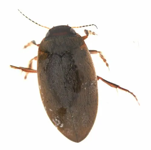Hydroporus fortis
