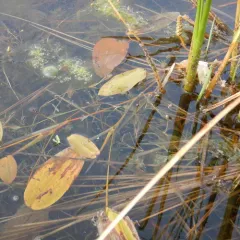 floating-leaved pondweed thumbnail 2