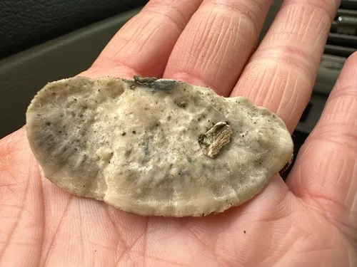 Cyanosporus alni