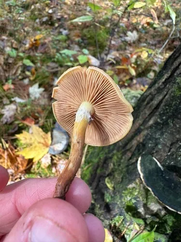 Pholiota stratosa