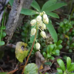 one-sided wintergreen thumbnail 4
