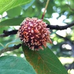Cedar-Hawthorn Rust thumbnail 3
