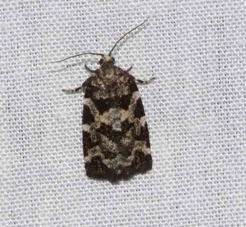 Spring Spruce Needle Moth