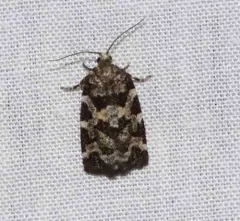 Spring Spruce Needle Moth thumbnail 1
