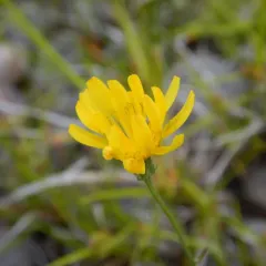 narrow-leaved hawksbeard thumbnail 2