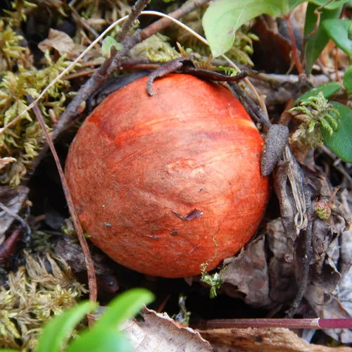 aspen bolete