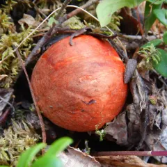 aspen bolete thumbnail 1