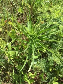 Western Lettuce thumbnail 3