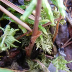 Fairy-slipper thumbnail 1