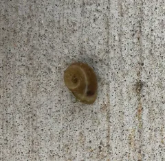 Two-ridged Ramshorn thumbnail 2