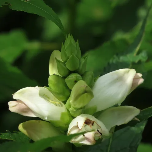 white turtlehead