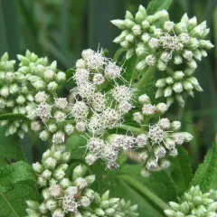 common boneset thumbnail 4