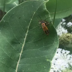 Goldenrod Soldier Beetle thumbnail 2