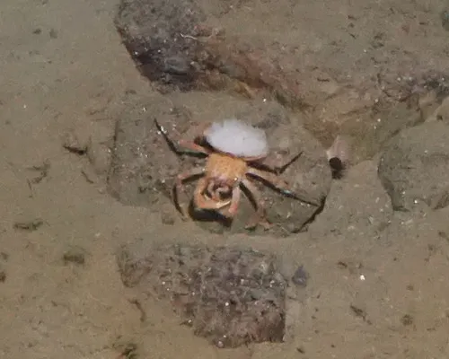 Homola minima
