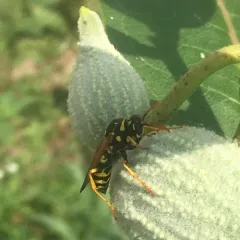 European Paper Wasp thumbnail 2