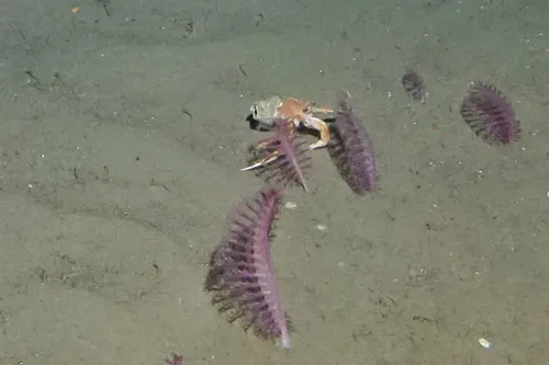Pagurus politus