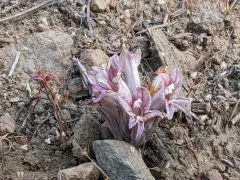 Flat-top Broomrape thumbnail 1