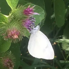 Small White thumbnail 3