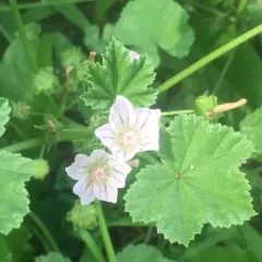 dwarf mallow thumbnail 2