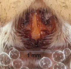 Pardosa tesquorum thumbnail 3