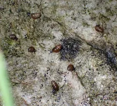 Common Chrysalis-Snail thumbnail 4