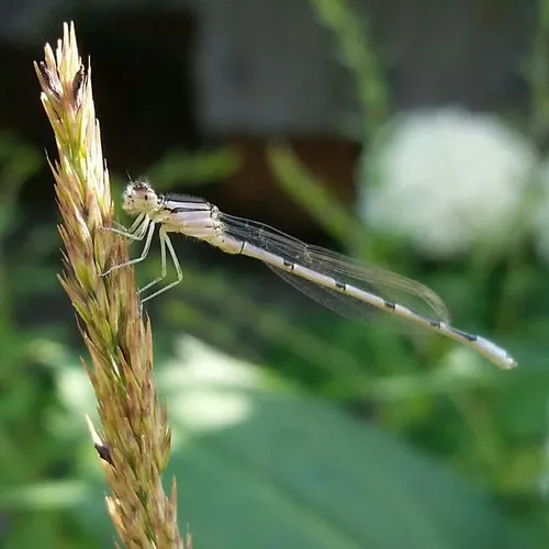 Familiar Bluet