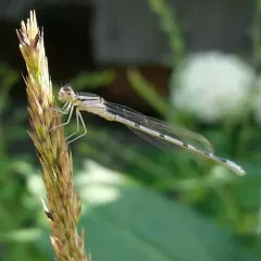 Familiar Bluet thumbnail 1