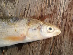 Round Whitefish thumbnail 4