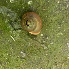Eastern Whitelip thumbnail 2