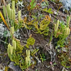 alpine clubmoss thumbnail 4
