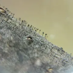 Sumac Needles thumbnail 1