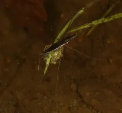 Limnoporus canaliculatus thumbnail 4