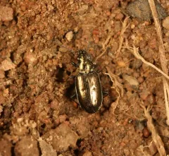 Bembidion americanum thumbnail 3