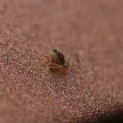 Dicyrtomina saundersi thumbnail 3