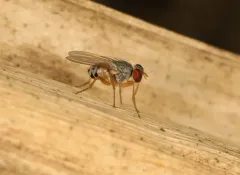 Neodexiopsis calopyga thumbnail 4