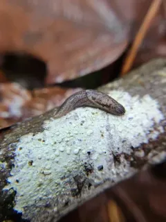 Papillose Taildropper thumbnail 3