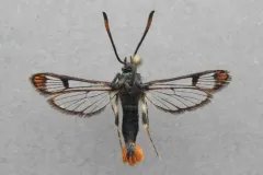 Canadian clearwing thumbnail 3